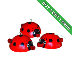 Ladybugs